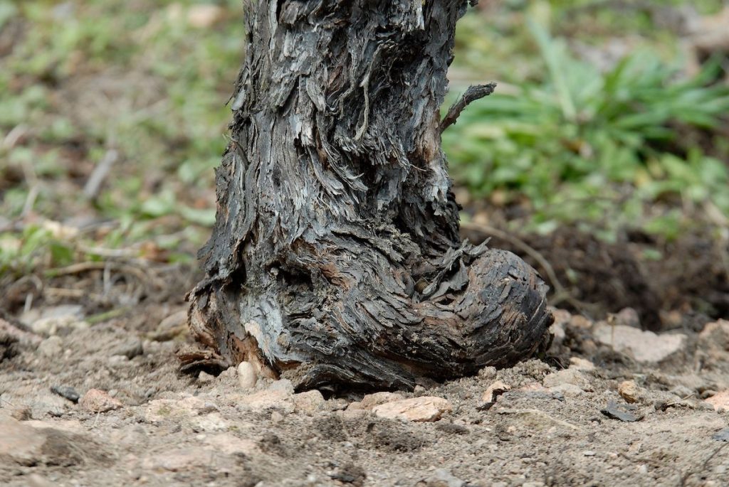 l paese e i vigneti di Terlano si adagiano sui versanti ricchi di porfido quarzifero di origine vulcanica, che conferisce ai vini un’incredibile sapidità, complessità e struttura