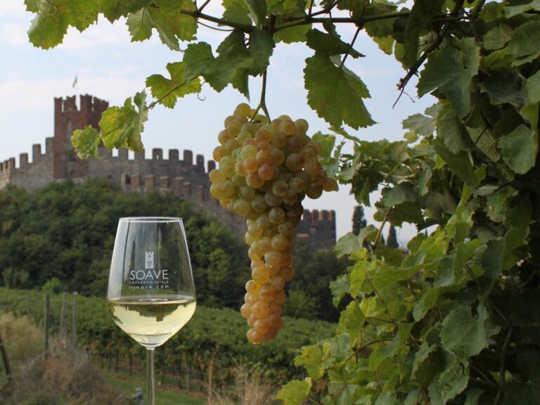 Soave DOC: +3% Bottled in 2025, Stock Levels Down (‑8%)