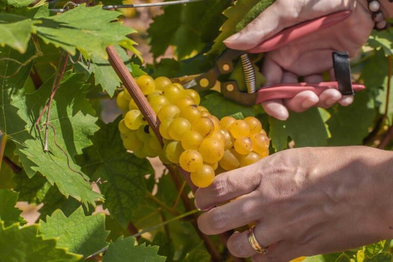Asti Docg proposes yields of 85 quintals per hectare for the 2026 harvest: a strategy for market balance and value protection.