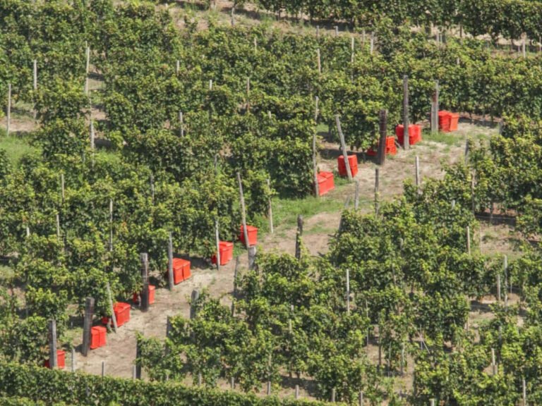 Asti Docg proposes yields of 85 quintals per hectare for the 2026 harvest: a strategy for market balance and value protection.