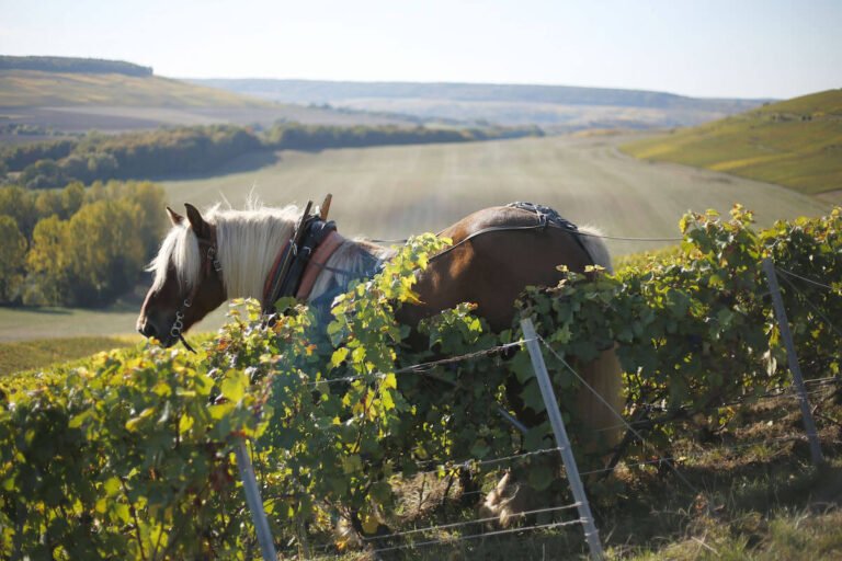 Chardonnay Rosé Returns to the Champagne Vineyard: Its Entry into the Official Rulebook Is Now Confirmed