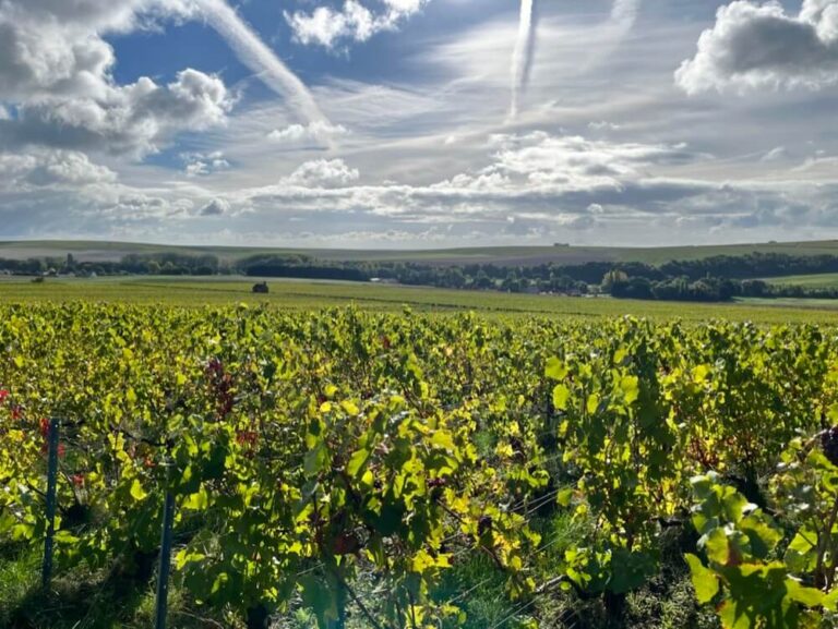 Champagne harvest: the marketable yield for 2025 has been set at 9000 kg/ha