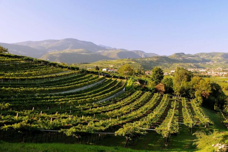 Valpolicella Annual Report 2025: Production returns to 2014 levels