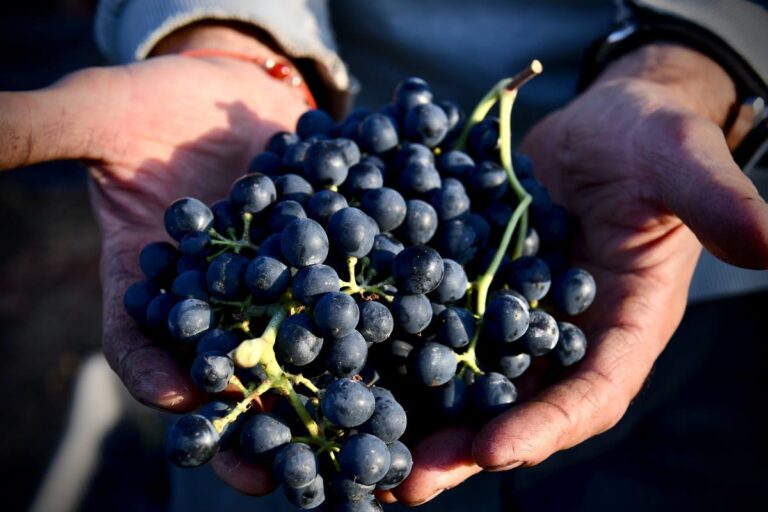 The 2025 Grape Harvest in Italy: Forecasts from North to South