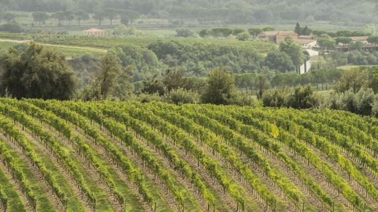 The Brunello Consortium confirms yield reduction for the 2026 harvest: from 80 to 70 quintals per hectare to safeguard value and market.
