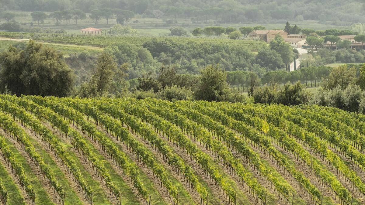 The Brunello Consortium confirms yield reduction for the 2026 harvest: from 80 to 70 quintals per hectare to safeguard value and market.