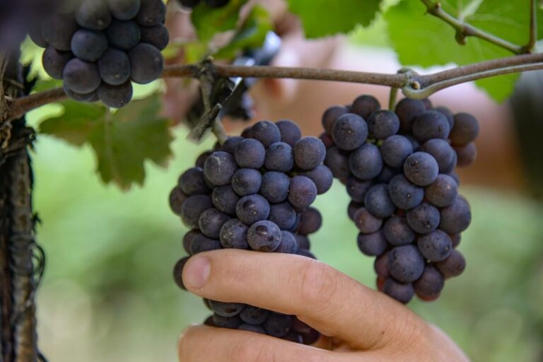 DOC Delle Venezie: The Pinot Grigio harvest has begun marked by experimentations for low-alcohol wines