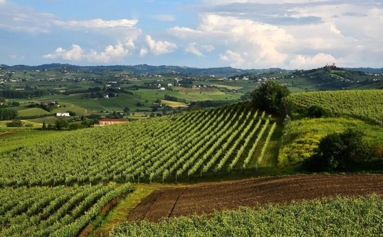 Nizza DOCG, the Consortium is Born: Operational by 2026