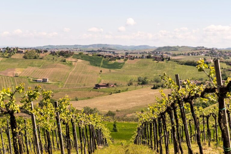 Oltrepò Pavese Strengthens Its Identity as the Land of Pinot Noir: Now the Region’s Most Planted Variety