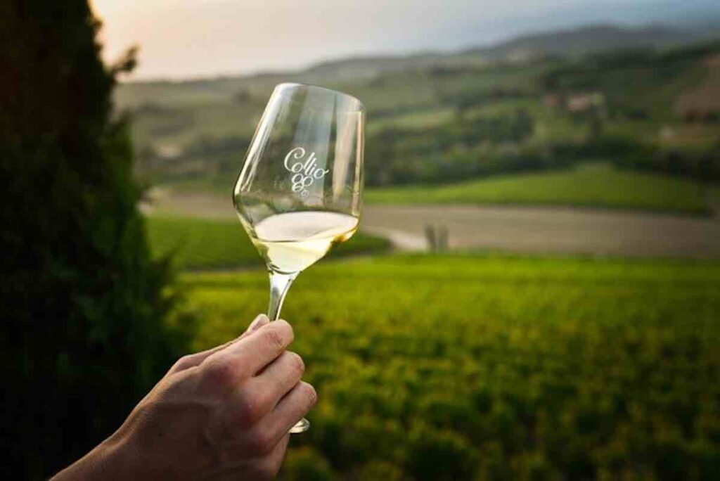 Consorzio Tutela Vini Collio: una vendemmia di qualità e un autunno ricco di programmi 