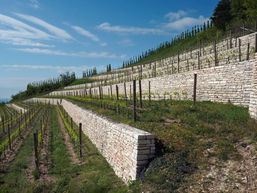 La sostenibilità secondo Allegrini Wines: l’impatto oltre il vigneto, tra marchio Allegreen e il nuovo progetto Tenuta Merigo