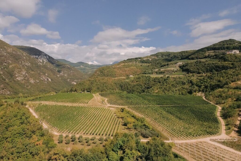 La sostenibilità secondo Allegrini Wines: l’impatto oltre il vigneto, tra marchio Allegreen e il nuovo progetto Tenuta Merigo