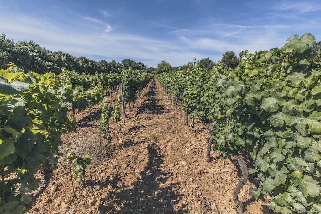Domaines Ott*: la Provenza rosé del vino senza compromessi ora è bio con le tenute Château de Selle, Clos Mireille e Château Romassan.