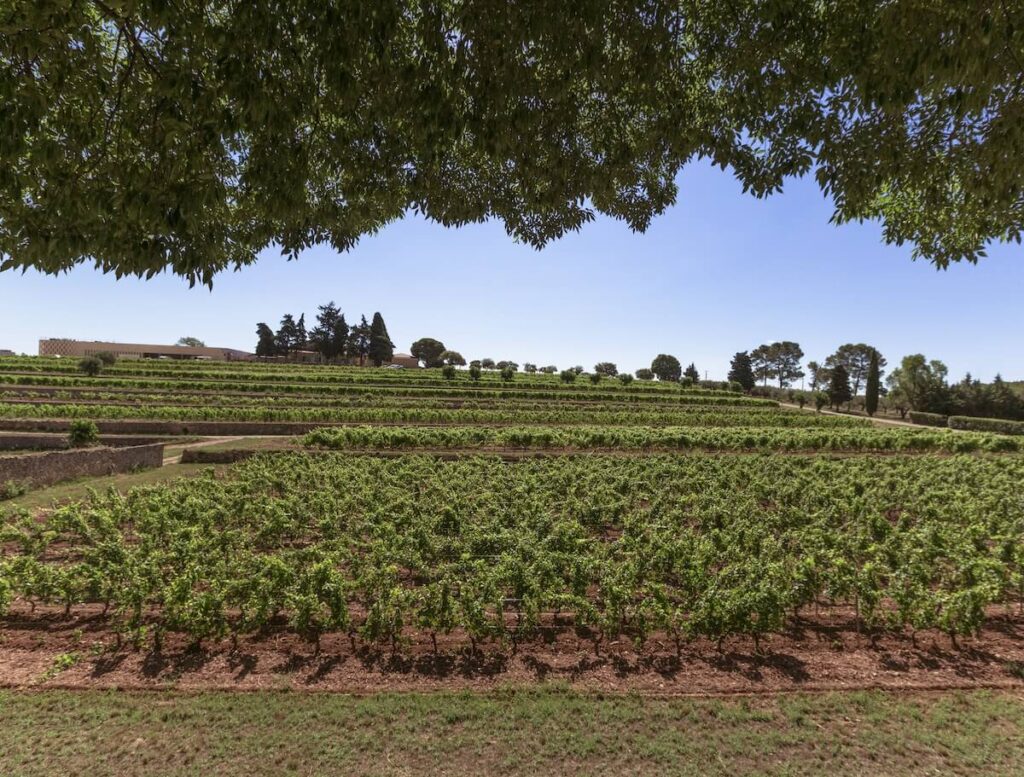 Le annate 2025 di Château de Selle, Clos Mireille, Château Romassan e By Ott*: 130 anni di Rosé Domaines Ott* e Provenza.