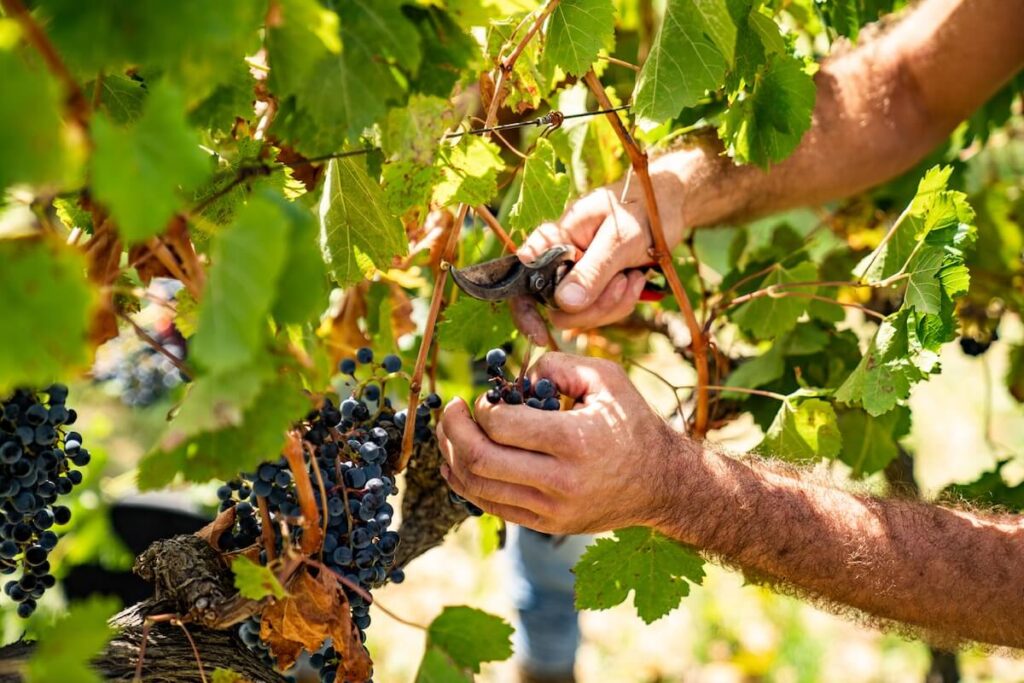 Doc Sicilia Wines has strengthened its presence in non-European countries with activities in the first half of 2025.