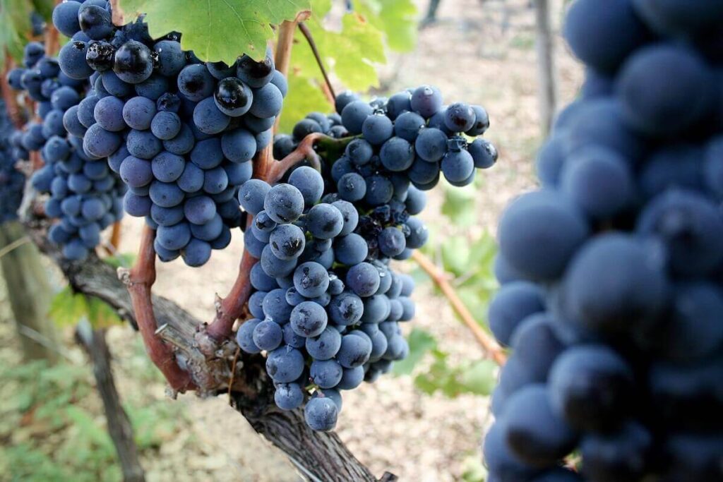 November 2025 marks a turning point for Cantine Torrevento, the winery announces the repurchase of 51% of its shares from Prosit Group S.p.A.
