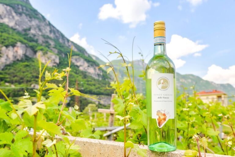 Delle Venezie DOC 2025 Balance Sheet: Stability, Governance and a Shared Vision for the Northeast Italy Pinot Grigio