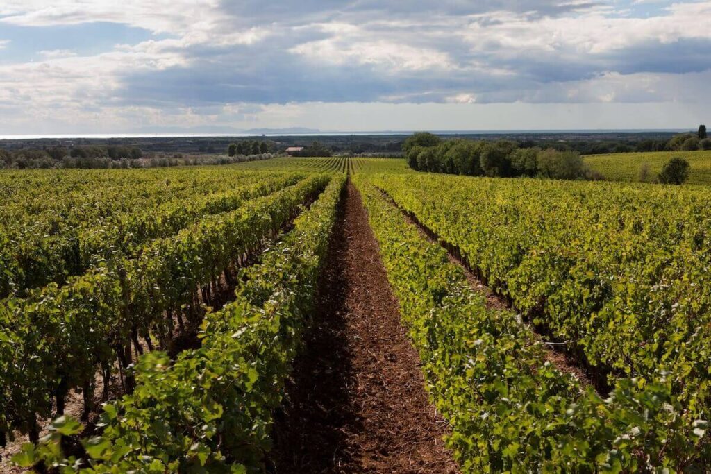 Podere Sapaio: work has begun on the new winery designed by Alvisi Kirimoto among the vineyards of Bibbona