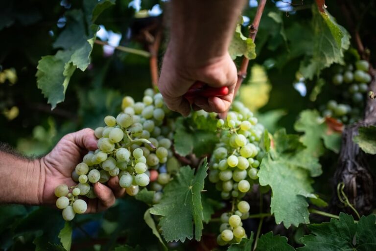 The 2025 harvest in Italy kicks off in Sicily with Cantine Ermes