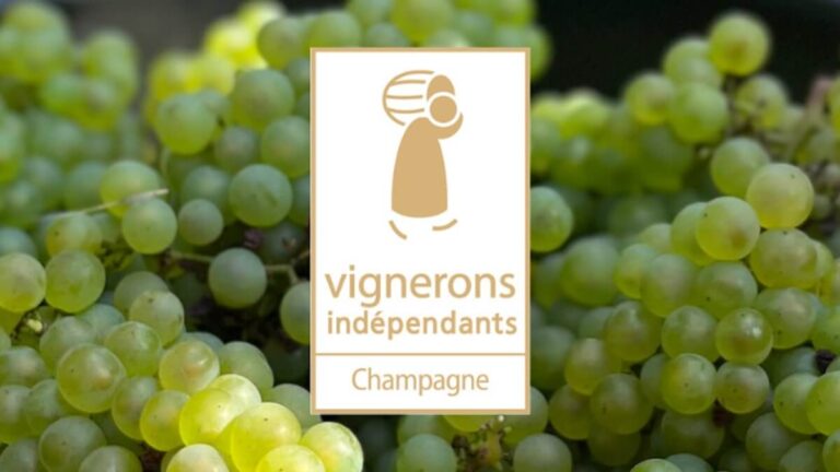 9,000 kg/ha marketable yield for the 2025 harvest: the Vignerons indépendants de Champagne against the CIVC’s decision