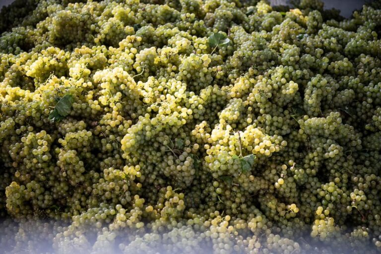 Alto Adige: 2025 harvest anticipated, starting at the end of August