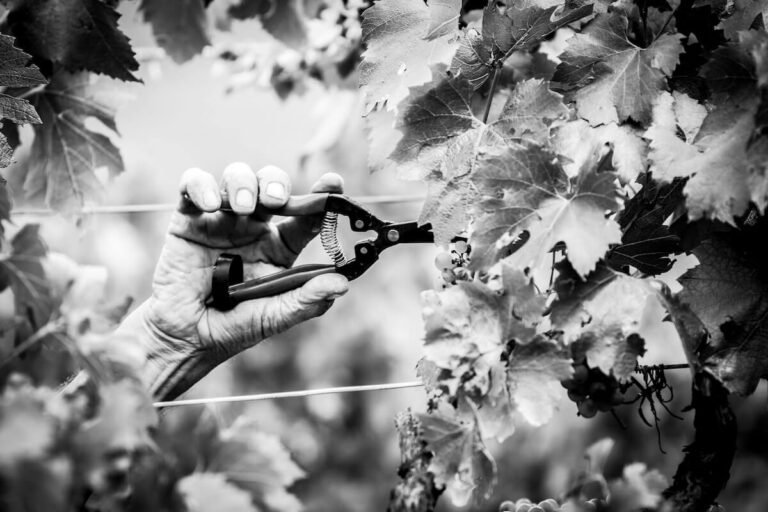 Ferrari Trento: 2025 Harvest Begins with Three New Coquard Presses