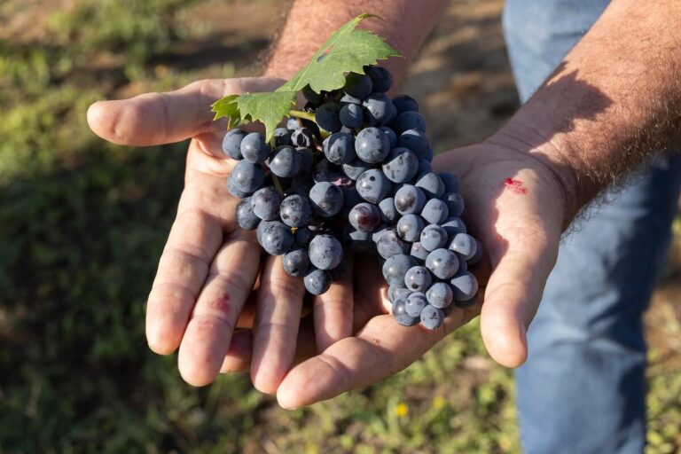 The 2025 Morellino di Scansano harvest: high quality and lower yields are also positive for the market