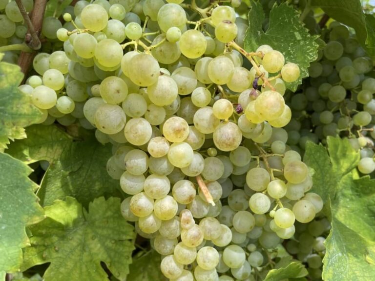 Prosecco: Exports Withstand Tariffs and Are Ready to Accelerate