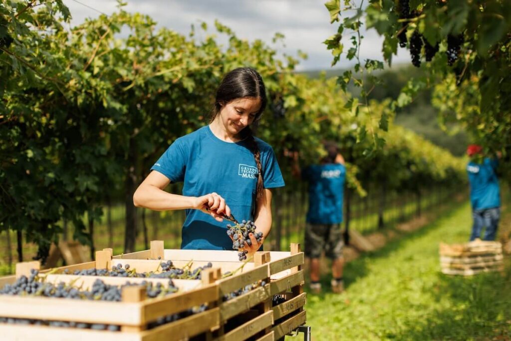 Harvest 2025: What a vintage it will be for Masi Agricola wines from Valpolicella Classica to Oltrepò Pavese, from Valdobbiadene to Tuscany.