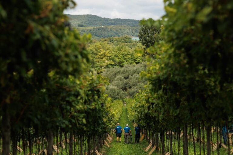 Harvest 2025: What a vintage it will be for Masi Agricola wines
