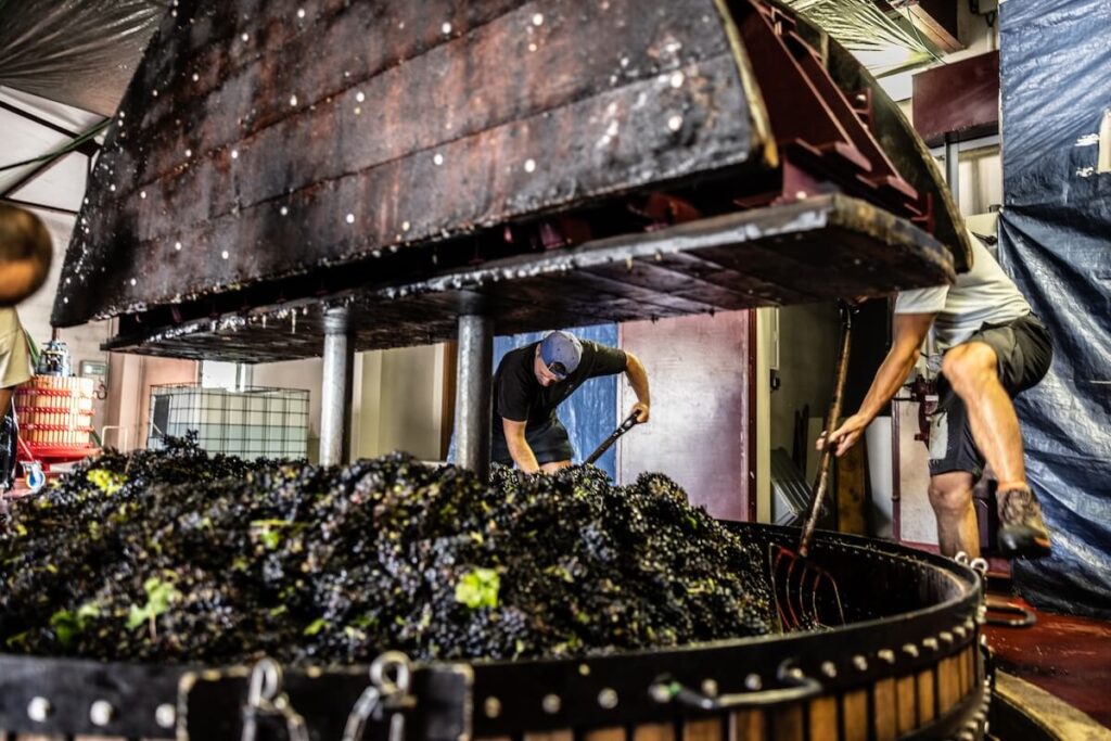 Chardonnay Rosé has officially been added to the list of grape varieties permitted by the appellation’s rulebook in Champagne