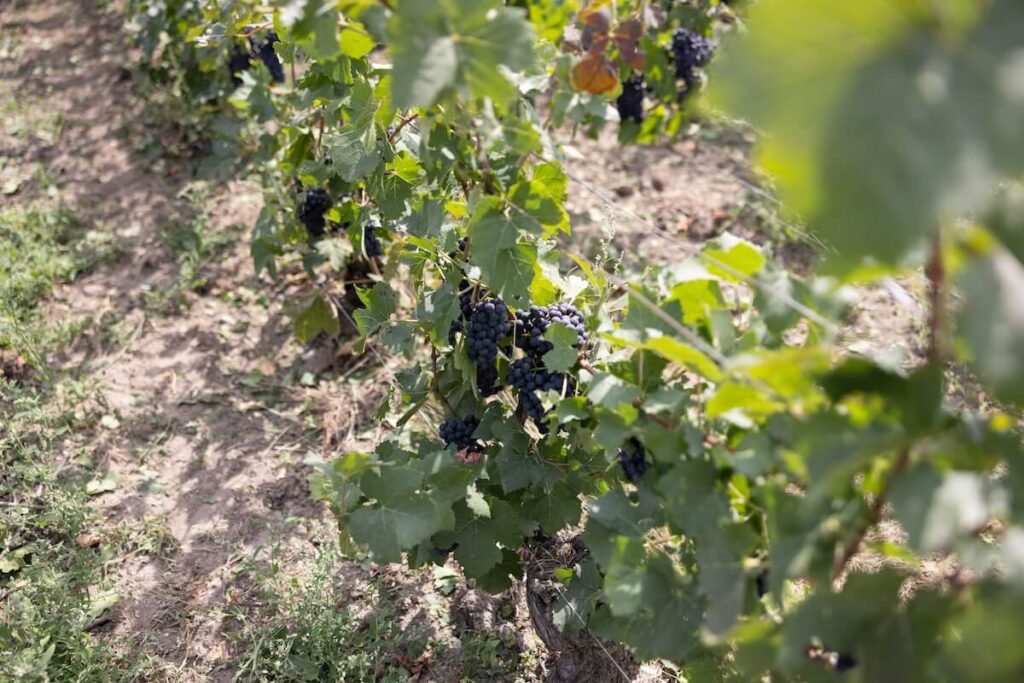 Vivere la vendemmia 2025 in Champagne: cronaca di un’annata straordinaria con uve mature e grandi rese per il Pinot Noir.