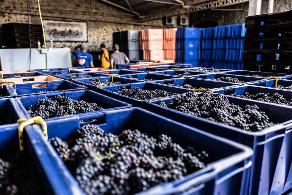 Vivere la vendemmia 2025 in Champagne: cronaca di un’annata straordinaria con uve mature e grandi rese per il Pinot Noir.