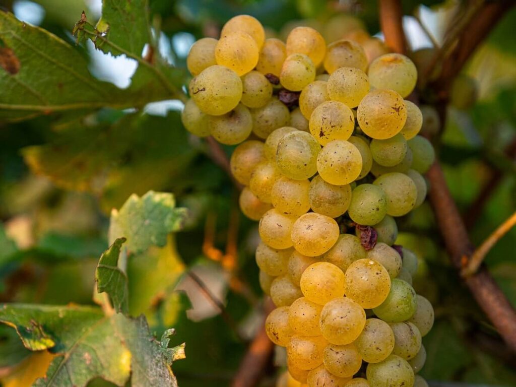 Friulano: The Most Authentic Voice of Collio a Land of History and Biodiversity giving life to wines of rare elegance