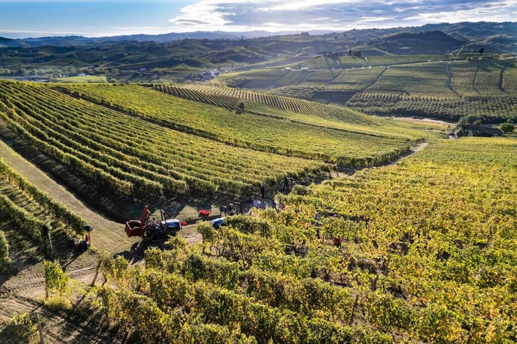 An extremely positive outcome for the 2025 harvest in Barolo among the vineyards nestled in the UNESCO hills: Excellent Vintage for Deditus