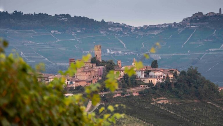 2025 Harvest in Barolo: An Excellent Vintage for Deditus
