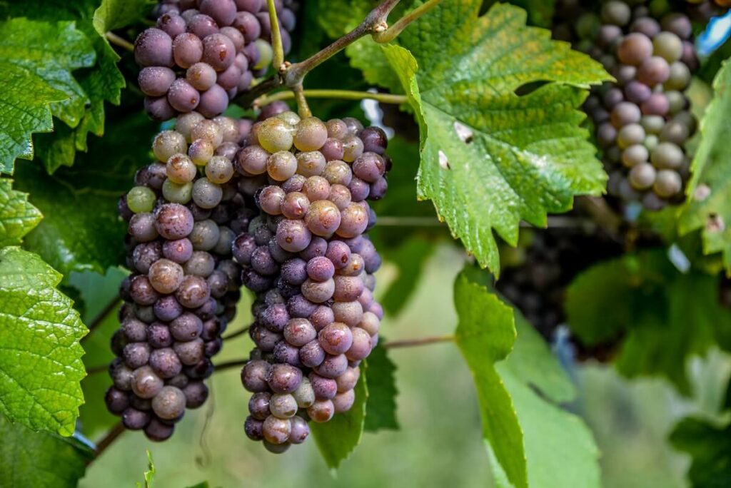 DOC Delle Venezie, the 2026 harvest begins: healthy grapes, encouraging quality prospects and tighter Pinot Grigio supply.