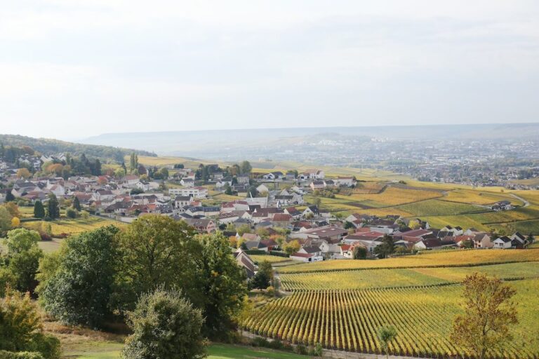 Champagne’s Sustainability Roadmap: Carbon Neutrality by 2050