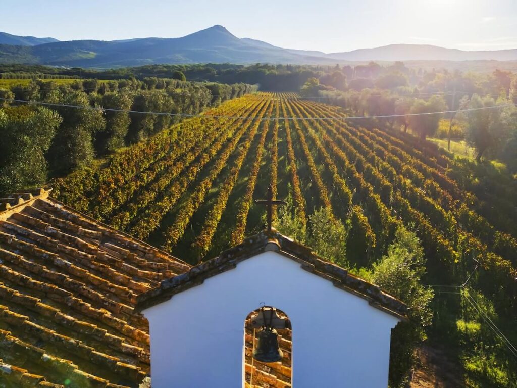 Marilisa Allegrini: “In 2026, Wine world where global dynamics are shifting at unprecedented speed Is Called to Evolve and Renew Itself”