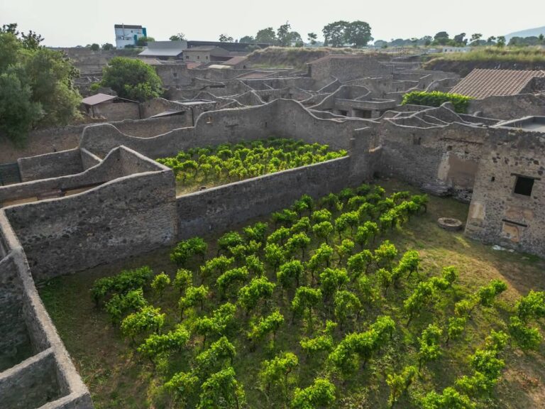 Pompei, an archaeological vineyard is born: between archaeology and sustainability, organic wine in the Park with Feudi di San Gregorio.