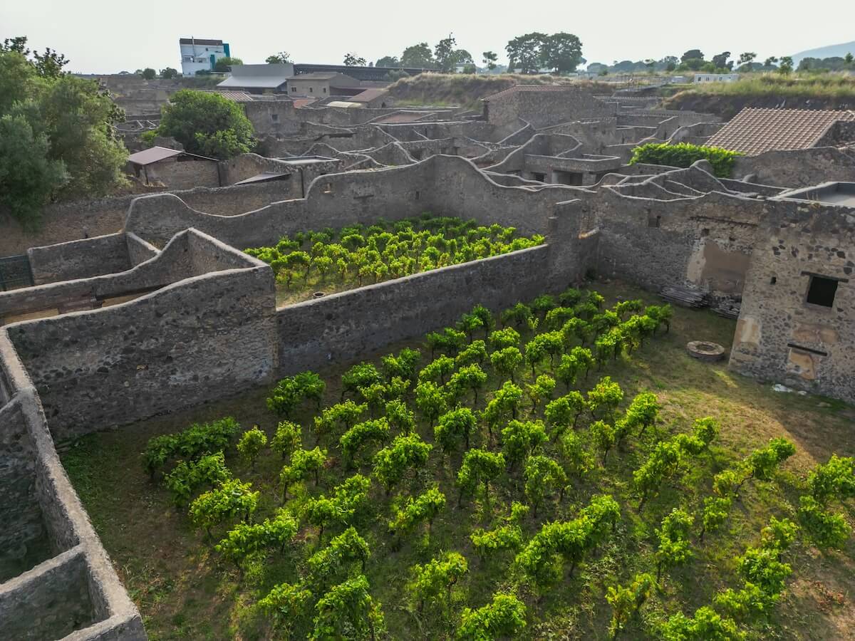 Pompei, an archaeological vineyard is born: between archaeology and sustainability, organic wine in the Park with Feudi di San Gregorio.