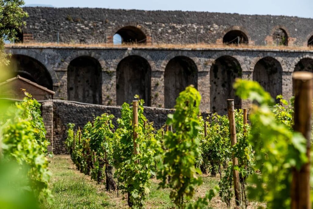 Pompei, an archaeological vineyard is born: between archaeology and sustainability, organic wine in the Park with Feudi di San Gregorio.