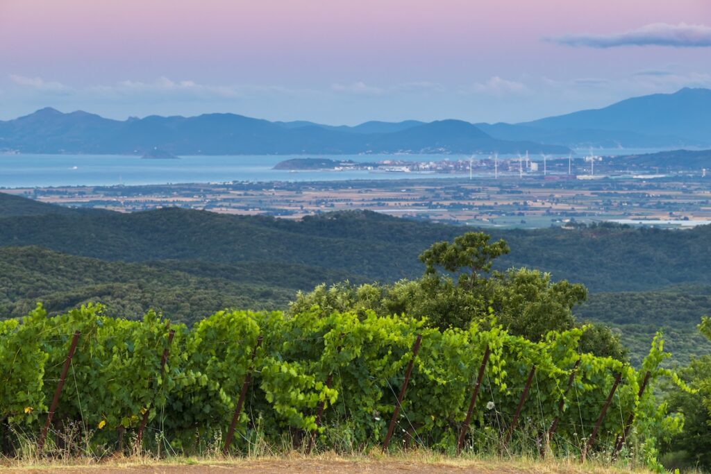 Montebamboli is Petra’s new high‑altitude project on the Tuscan Coast, expressing a fresh Mediterranean identity.