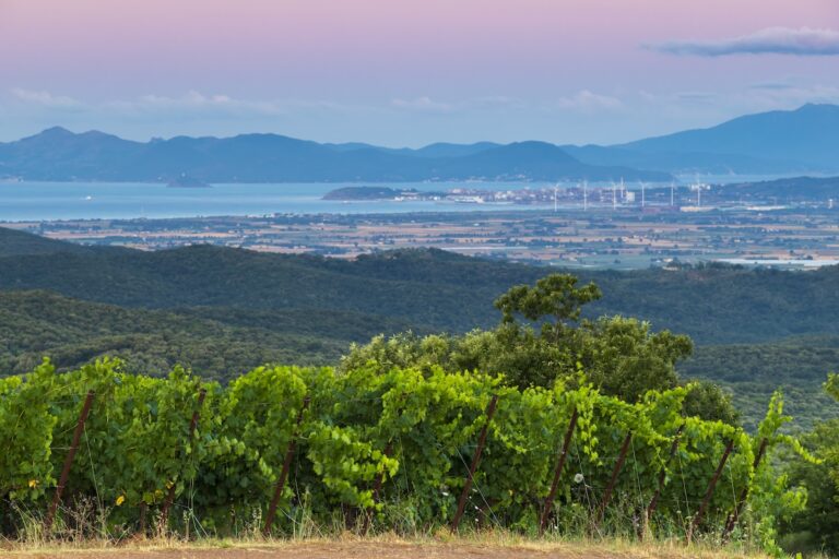 Montebamboli is Petra’s new high‑altitude project on the Tuscan Coast, expressing a fresh Mediterranean identity.