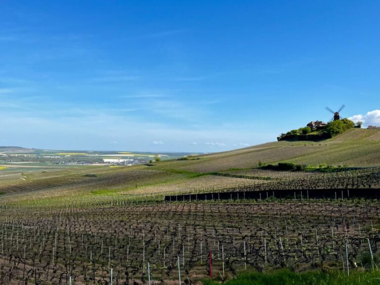Champagne: After Late‑March Frosts, What Are the Real Uncertainties for the 2026 Harvest?