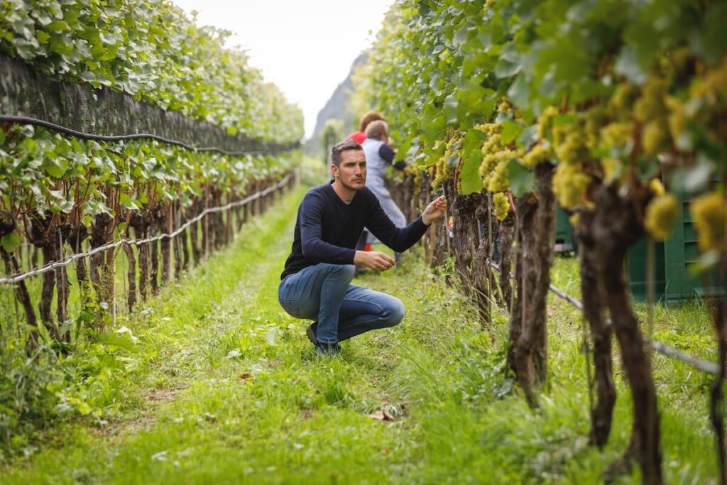 Cantina Sankt Pauls celebrates the 40th harvest of Plötzner Pinot Bianco 2025, a benchmark of alpine winemaking in Alto Adige.