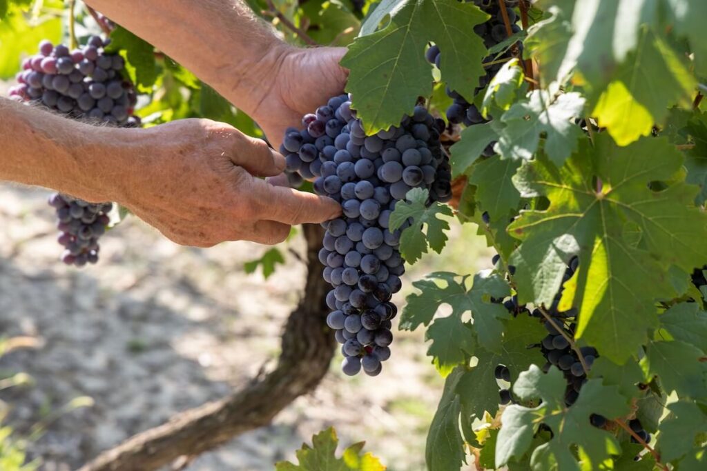 Vinchio Vaglio and the many souls of Barbera: Monferrato in the glass between old vines, Nizza and longevity in a tasting in Milan