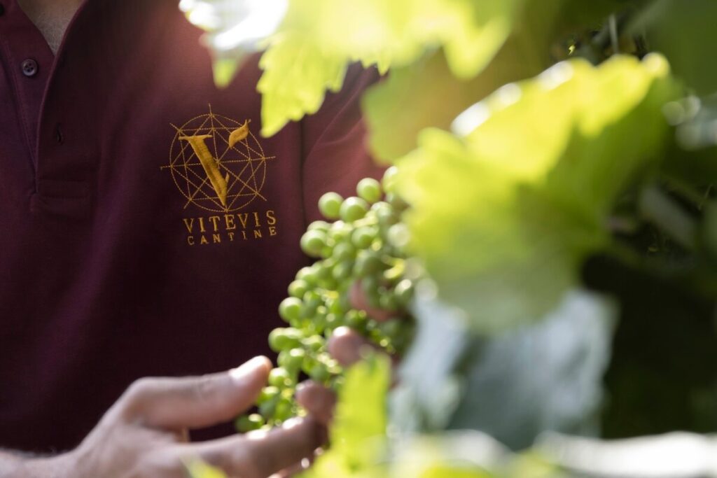Vitevis revolutionizes bottling in Montecchio Maggiore: the new 10,000‑bottles‑per‑hour line ready for the 2026 harvest