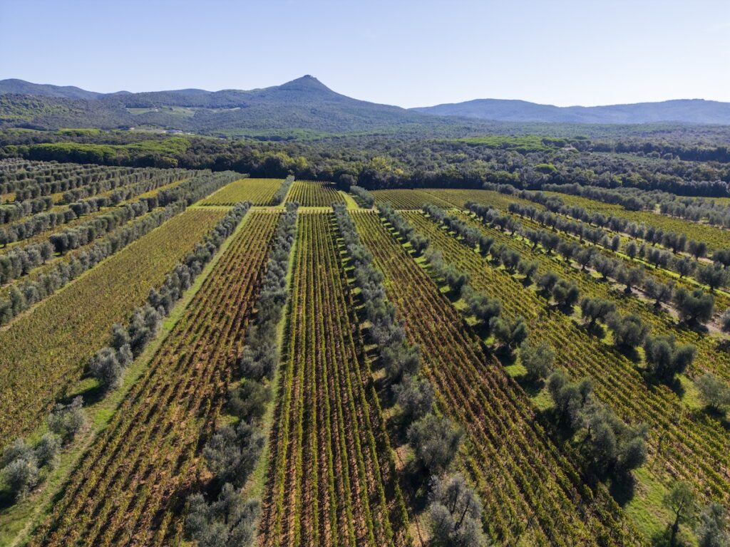 Poggio al Tesoro expands in the U.S. market as Prestige Beverage Group becomes its official importer, reinforcing the American strategy.