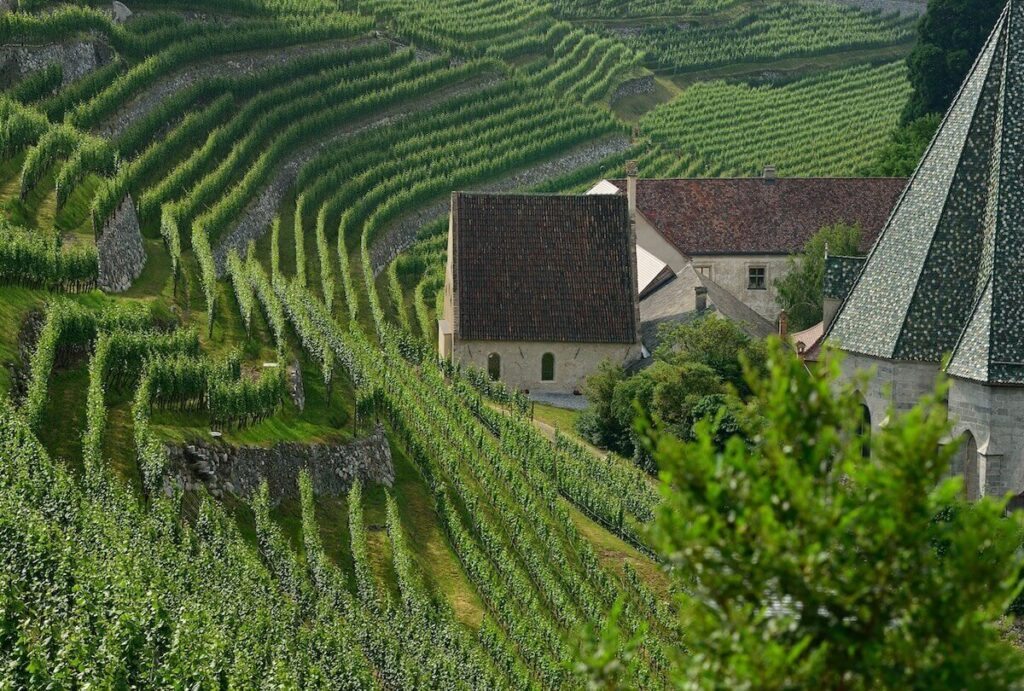 Abbazia di Novacella e il vitigno simbolo Sylvaner: una storia che racconta nove secoli di vino bianco in Valle Isarco.